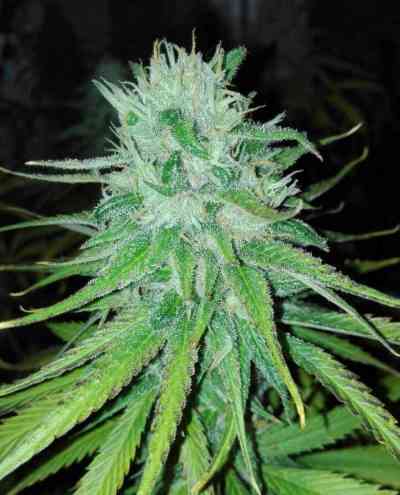 Michoacan Cream > Cannabiogen | Feminized Marijuana   |  hybrid